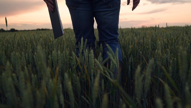 Agriculture, Digital tablet in farmer&rsquo;s hand, wheat field walk, sunset in countryside, embracing modern farming, rubber boots on the ground, checking crop status, integrating technology in rural