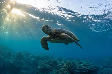 Fototapete Schildkröte A beautiful green sea turtle swimming over coral reef in a shallow lagoon. Photographed on a bright warm sunrise in the tropical clear waters on the Great Barrier Reef, Qld Australia.  © Nautilus Creative