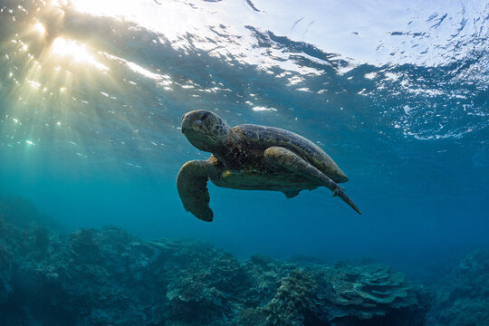 A beautiful green sea turtle swimming over coral reef in a shallow lagoon. Photographed on a bright warm sunrise in the tropical clear waters on the Great Barrier Reef, Qld Australia.