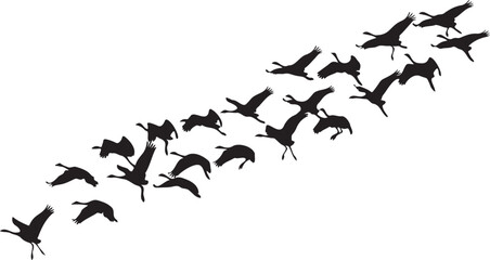 Flock of Flying Birds Silhouette Vector Illustration - Dynamic Black Cranes or Geese Migrating in V-Formation Against White Background © Jemie