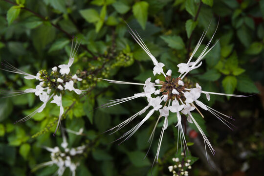 Close-up of white Cat's Whiskers flower (Orthosiphon aristatus). Herbal medicine plant for wellness, gardening, and botanical research.