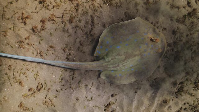 Blue-spotted ribbonfish swimming alone along the seafloor in the Red Sea. The tropical fish moves gracefully among coral and rocky formations, exploring its vibrant underwater reef habitat.