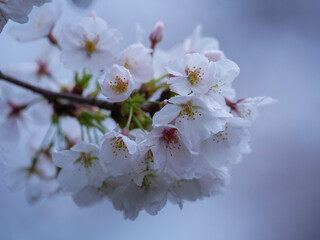 桜
