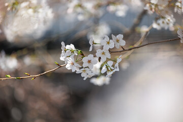 桜