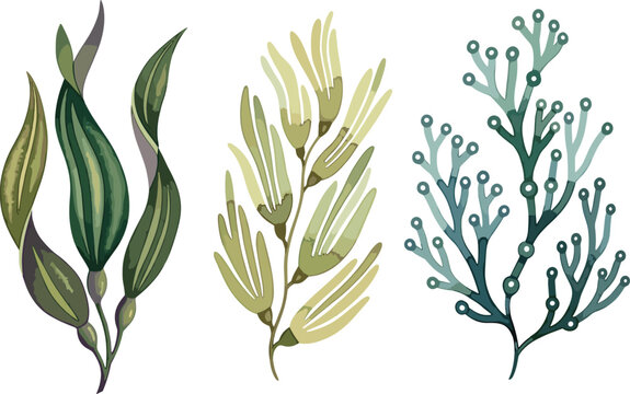 Pastel Seaweed and Soft Coral Vector Set with Wavy Green Kelp Fronds, Feathery Algae Branches and Teal Beaded Sea Fan, Muted Underwater Marine Plants Illustration for Boho and Eco Designs