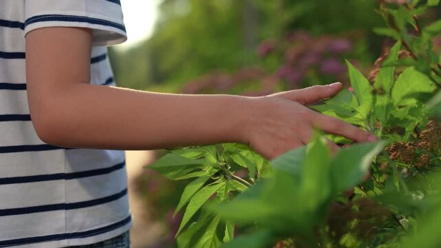 serene scene: hand moving past garden blossoms, bright green leaves and hand in sunlight, exploring textures: hand and plants in garden, leaves, connection with earth: fingers trace leaves in blooming