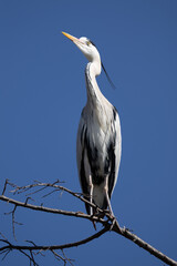 Grey Heron (Ardea cinerea) perched and wading in Kyoto, Japan. A large wading bird common to Japanese rivers, ponds and temple gardens, photographed in winter.