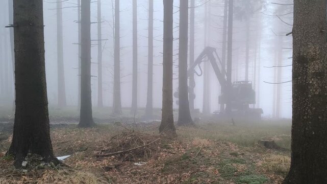 Logging harvester working in a misty forest during early morning. Tall trees disappear into fog while heavy forestry machinery processes timber in a calm woodland environment.