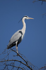 Fototapeta premium Grey Heron (Ardea cinerea) perched and wading in Kyoto, Japan. A large wading bird common to Japanese rivers, ponds and temple gardens, photographed in winter.