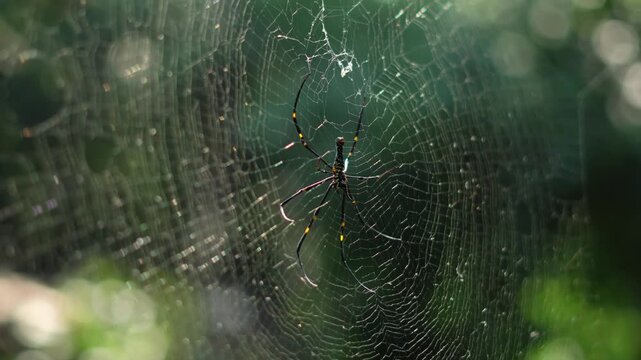 Giant Wood Spider Waiting on Large Web in Tropical Forest. Silk Spider Web Glistening in Sunlight. Spider Web Geometric Pattern in Natural Light.