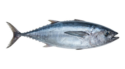 Fresh raw whole tuna fish with silvery blue skin isolated object transparent background