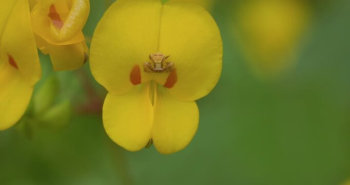 A small crab spider waits on a yellow Smithia flower, aligned with nectar guides, monsoon morning.