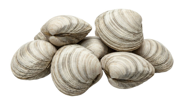 Fresh raw clams isolated object on a transparent background for cooking seafood
