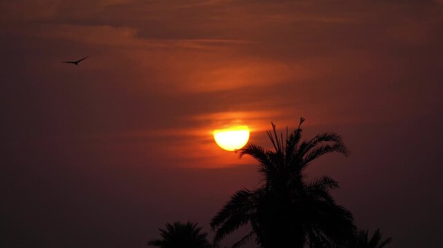 Bird Flying Past Palm Tree Silhouette and Large Glowing Sun at Sunset. Close Up of Glowing Yellow Sun Setting in Clear Orange Twilight Sky. Summer evening in odisha , India. East India view.
