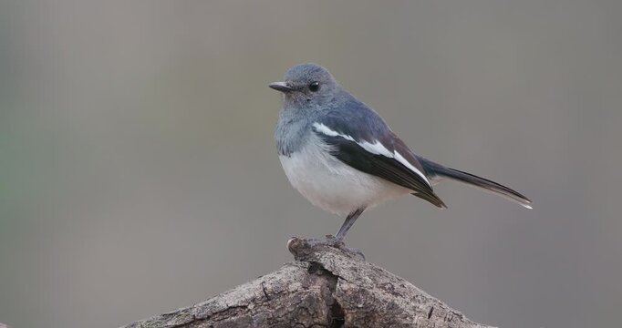 Closeup Female Oriental Magpie-Robin bird perched in early morning light, scanning the forest surroundings.