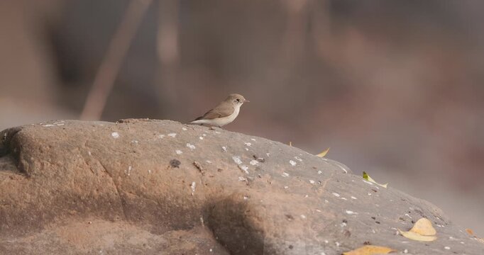 Female Red-breasted Flycatcher watches insects from a rock, then leaps to catch one in slow motion.
