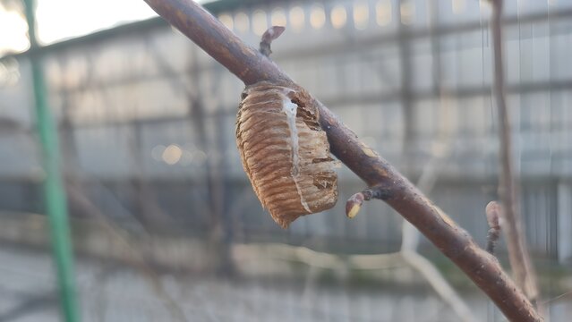 A praying mantis egg case (ootheca) attached to a tree branch.