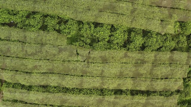 Drone pulling back over orchard rows covered with protective netting in Moc Chau, Vietnam revealing structured agricultural landscape.