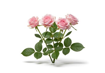 Fototapeta premium A delicate arrangement of four pink roses with vibrant green leaves isolated on white