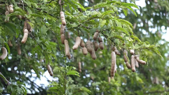 Close Up of Ripe Tamarind Fruit Pods Hanging from Green Tree Branch. Tropical Tamarind Tree with Lush Green Leaves and Growing Fruit. Indian fruit hanging on tree.