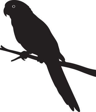 Crimson Rosella in silhouette on white background.