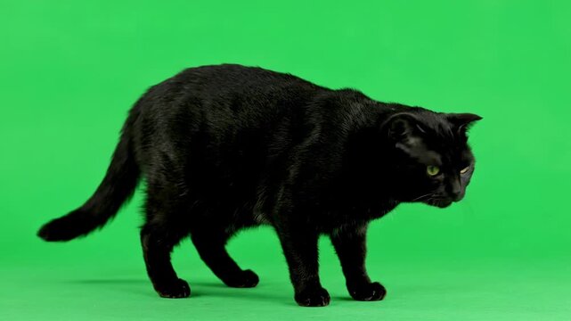 A wary black cat arching its back cautiously on a vibrant green screen action, back, posture