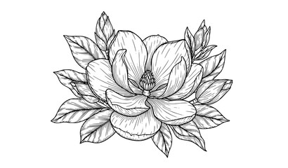 Single magnolia flower botanical line art vector illustration isolated on white background © Hanif