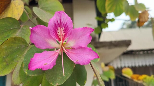 Bauhinia variegata plant flower blooming in home garden,the plant Common names include orchid tree (though not belonging to the family Orchidaceae) and mountain ebony.