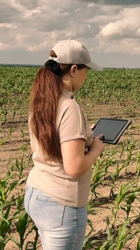 agriculture, farmer working corn field digital tablet, Young agronomist in corn field, Farm worker using tablet, Smart agriculture trends, Fieldwork with technology, Woman recording plant growth