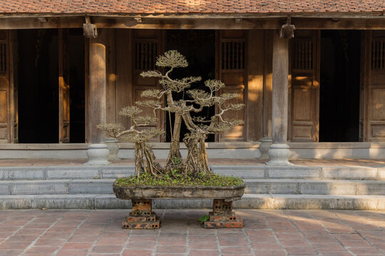 A bonsai tree sits in front of a traditional wooden building in Hoa Lu Ancient Capital, Ninh Binh, Vietnam. The tree is carefully pruned and shaped, showcasing the art of penjing.