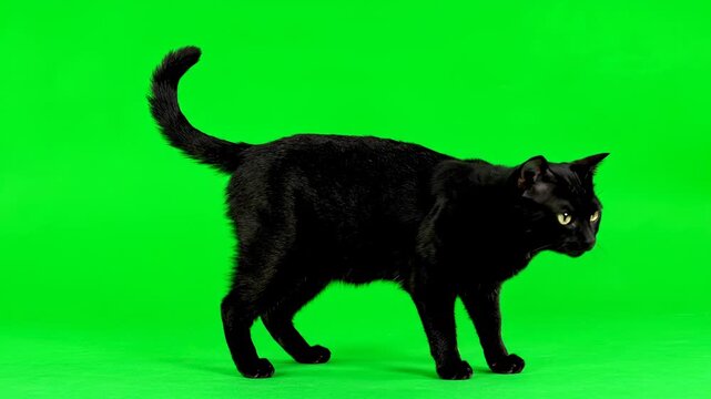 A wary black cat arching its back cautiously on a vibrant green screen animation, green screen, flexible