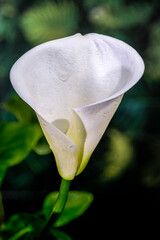 Elegant White Calla Lily Profile Against Lush Green Background