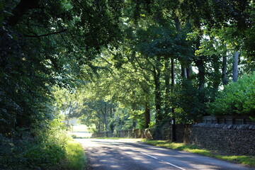 Obraz premium Countryside lane in summer surrounded by trees