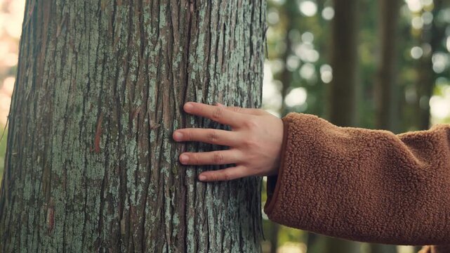B roll - Close up of a person's hand gently touching a textured tree trunk in a sunlit forest. A concept of nature connection, forest bathing, and environmental conservation for wellness and sustainab