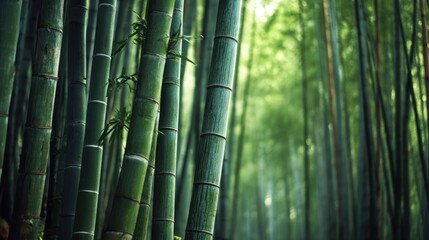Fototapeta premium Dense bamboo forest scene with verdant green stalks and blurred background