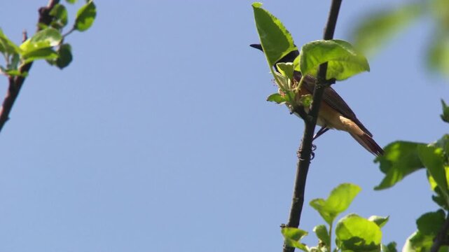 garden redstart singing on branch against blue sky
