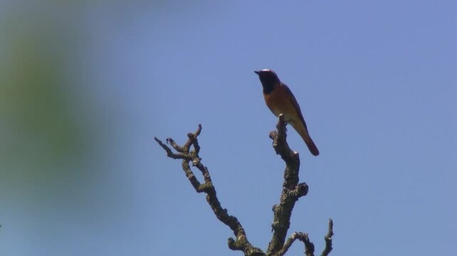 garden redstart singing on branch against blue sky