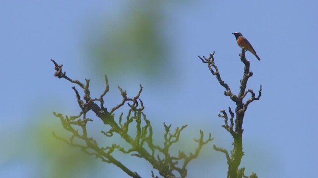 garden redstart singing on branch against blue sky
