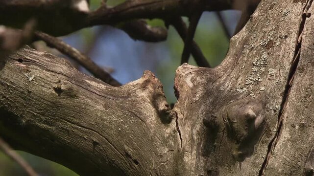 pair of blue tits taking turns feeding their chicks, rapid wing flutter at nest in old tree cavity