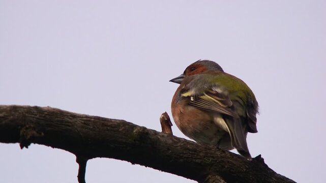 Chaffinch singing on branch