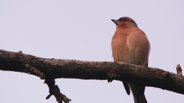 Chaffinch singing on branch