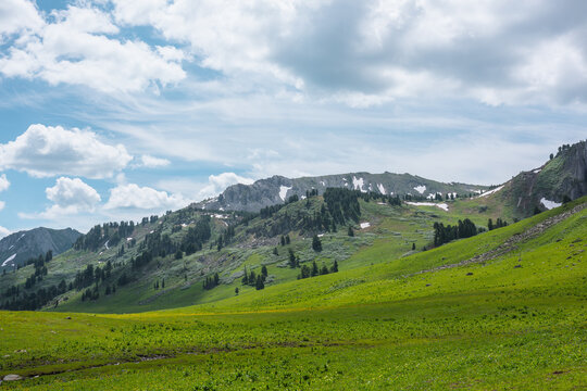 Mountain Landscape. Slope Of Mountain Range With Coniferous Forest