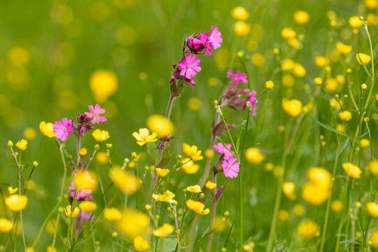 Summery meadow with yellow buttercup and pink campion flowers blooming on a sunny summer day