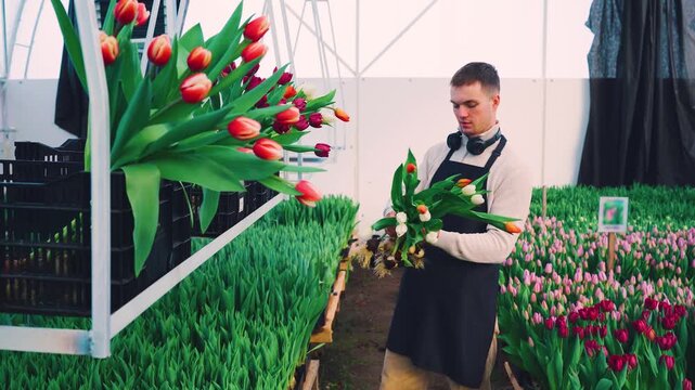 Greenhouse tulip crates organized carefully. Worker organizes tulips into crates for retail distribution process. Carefully stacking and labeling tulips in crates for shipment from nursery greenhouse