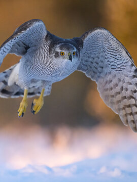 Goshawk flight portrait at sunrise