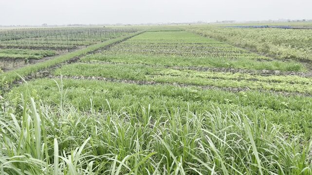 Panoramic view of lush green shallot fields in a rural agricultural area