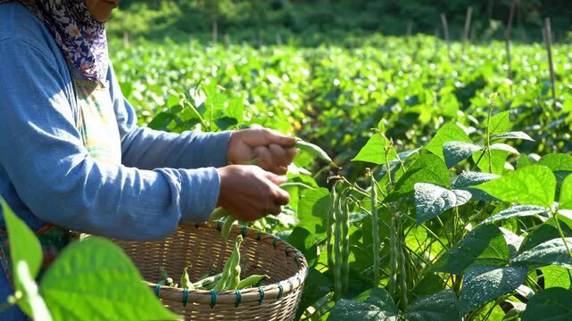 Woman Harvesting Green Beans in a Lush Garden - A Close-Up View.