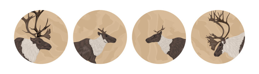 Vector set of reindeer heads in circles. Northern caribou wild animal portraits. Round icons with deer for outdoor adventure logo, social media highlights, nature design © AnnstasAg