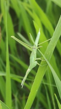 Grasshopper on the grass and watching 