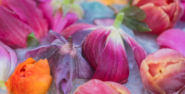 frozen petals of tulip, helleborus and ranunculus flowers  still life